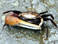 Fiddler Crab