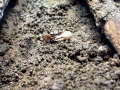 Fiddler Crab