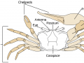 Fiddler Crab