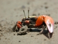 Fiddler Crab