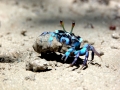 Fiddler Crab