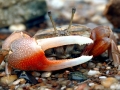 Fiddler Crab