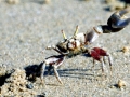 Fiddler Crab