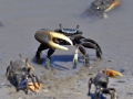 Fiddler Crab