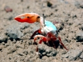 Fiddler Crab