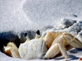 Fiddler Crab