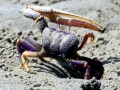 Fiddler Crab