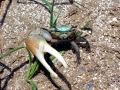 Fiddler Crab