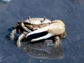 Fiddler Crab