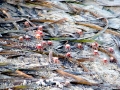 Fiddler Crab