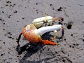 Fiddler Crab