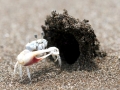 Fiddler Crab