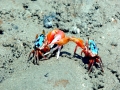 Fiddler Crab