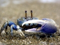 Fiddler Crab