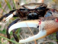 Fiddler Crab