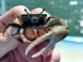 Fiddler Crab