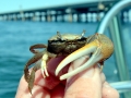 Fiddler Crab