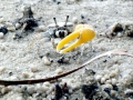 Fiddler Crab