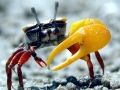 Fiddler Crab