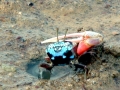 Fiddler Crab