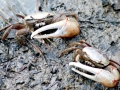 Fiddler Crab