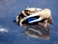 Fiddler Crab