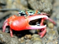 Fiddler Crab