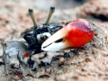 Fiddler Crab