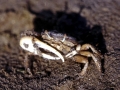 Fiddler Crab