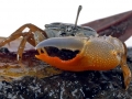 Fiddler Crab