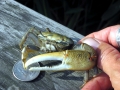 Fiddler Crab