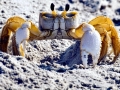 Ghost Crab