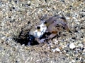 Ghost Crab