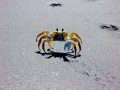 Ghost Crab