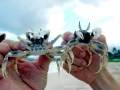 Ghost Crab