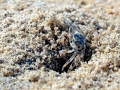 Ghost Crab