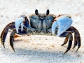 Ghost Crab