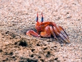 Ghost Crab