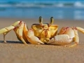 Ghost Crab