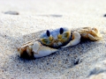 Ghost Crab