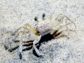 Ghost Crab