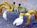 Ghost Crab