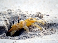 Ghost Crab