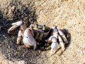 Ghost Crab