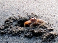 Ghost Crab