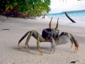 Ghost Crab