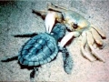 Ghost Crab