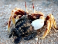 Ghost Crab