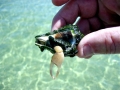 Ghost Crab