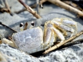 Ghost Crab